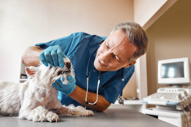  Worland, WY Emergency Dentist Pros